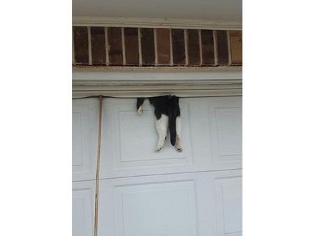 A Cat That Was Trapped In A Garage Door! A Cat That Was Trapped In A Garage Door!