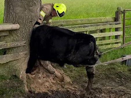 A Cow That Was Found To Be Stuck In The Trunk Of A Tree A Cow That Was Found To Be Stuck In The Trunk Of A Tree