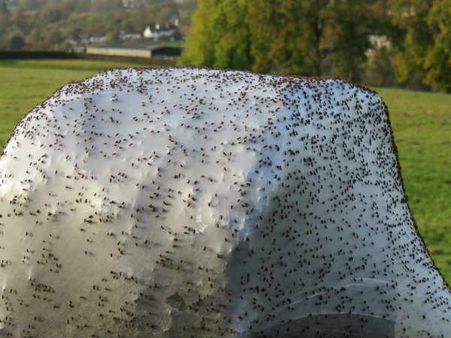 The Infestation Was Centered At A Farm