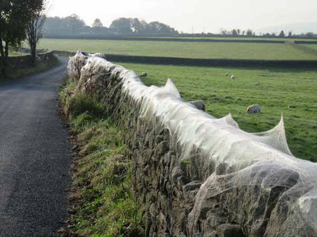 The Spiders Do Bite!