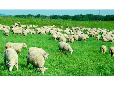 60 Sheep On An Island!