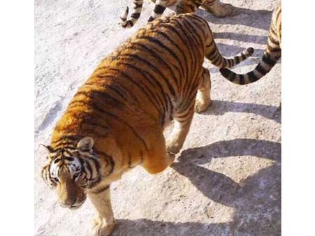 Caretakers Claim That It Is Natural For Tigers To Be Obese