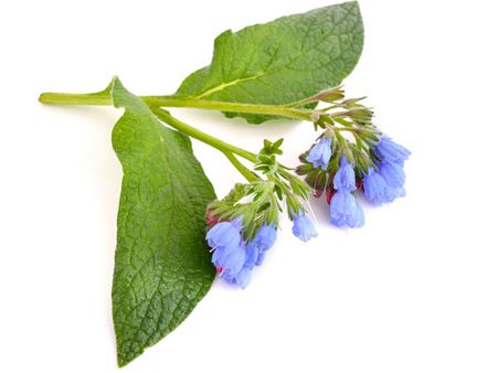 6. Comfrey Leaves: 6. Comfrey Leaves: