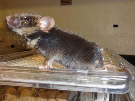 'Chimera' Is Defined As…