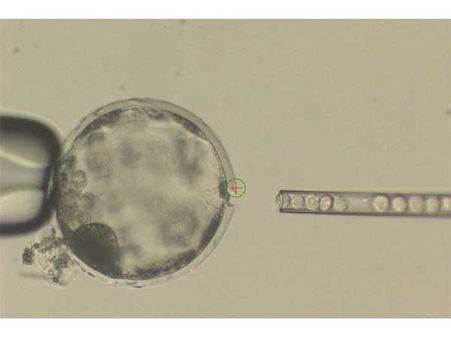 How They Built A Chimera