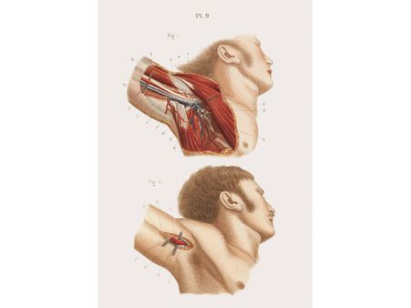An Anatomy Of The Armpit