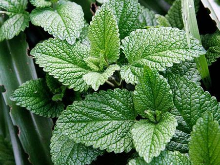 4. Mint And Cucumber Water:
