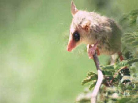 Male Brazilian Slender Opossums