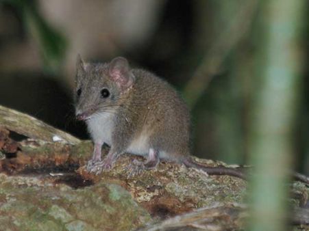 The Male Antechinus