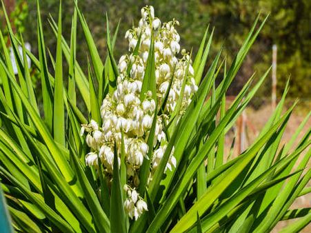 5. Yucca: