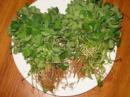 6. Fenugreek Leaves
