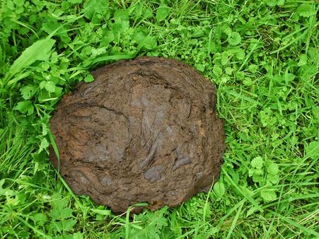 5.Cow Dung: