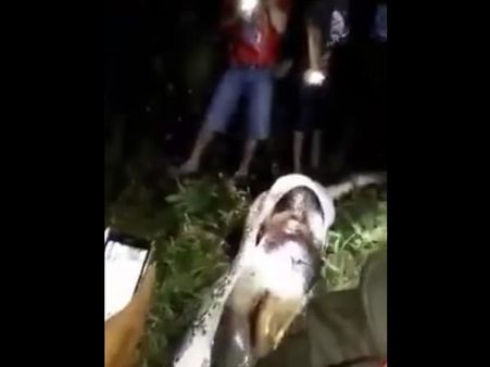 Pythons Rarely Attack Humans