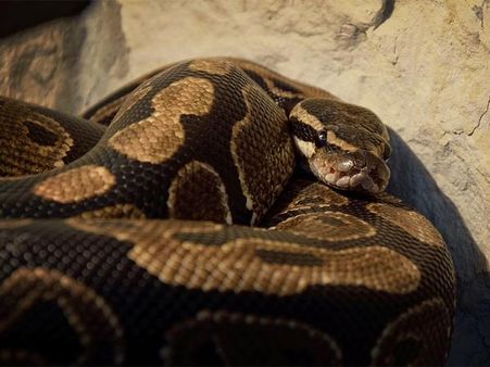 During The Search, They Saw A Huge Python...