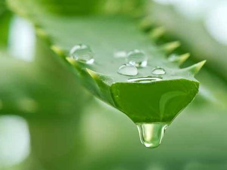 8. Aloe Vera: