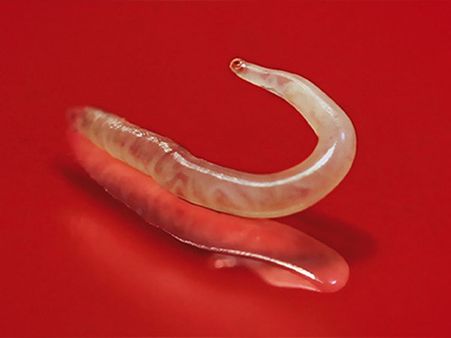 These Worms Are Also Known As Cutaneous Larva Migrans