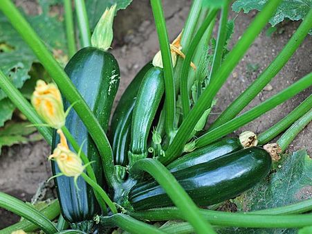 7. Summer Squash