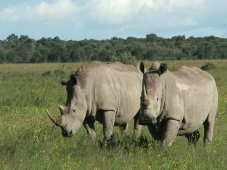 Northern White Rhinos Were Poached Earlier Due To This…