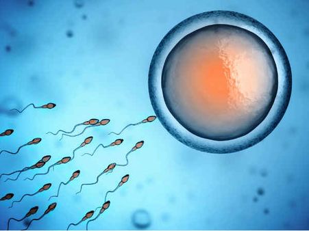 What Is Fertilization?