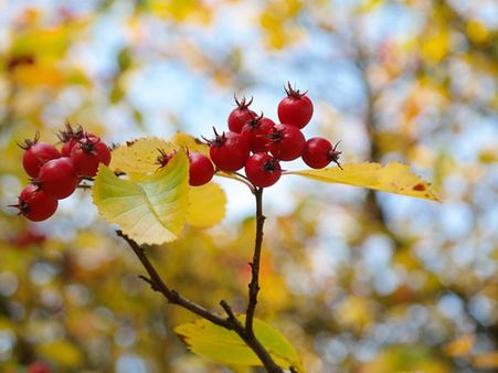 Hawthorn Berry