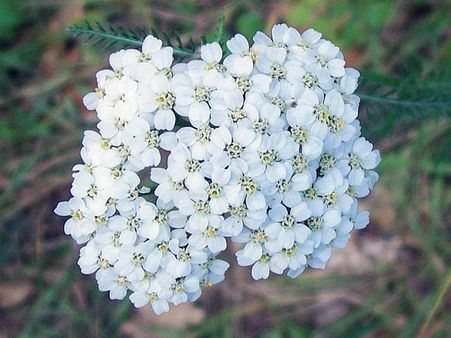 Yarrow