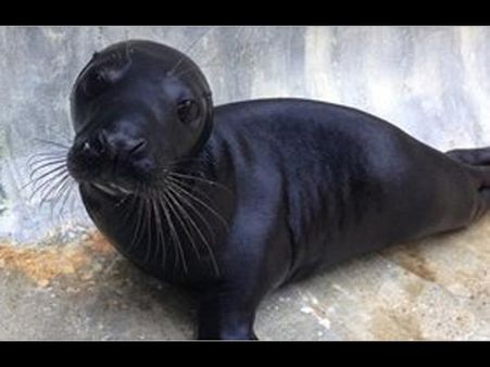 Black Seal
