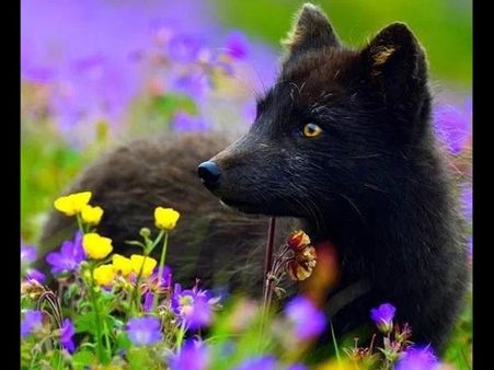 Black Red Fox