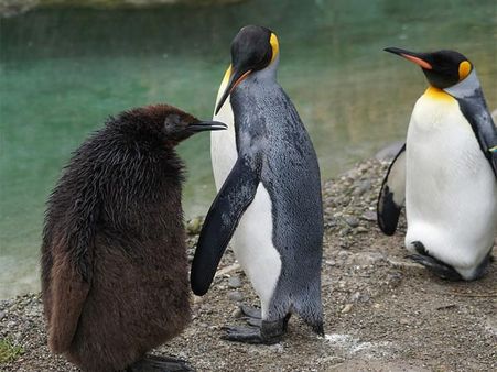 Black King Penguin