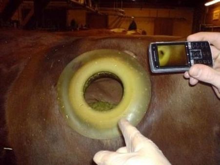 The Cannulas Reveal...