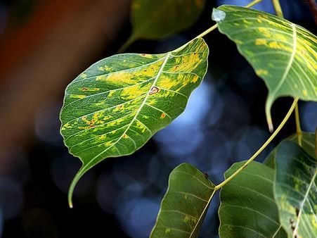 Keeping Peepal Leaf During Interviews