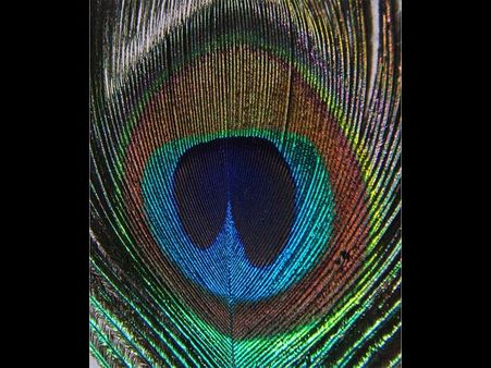 A Peacock Feather…