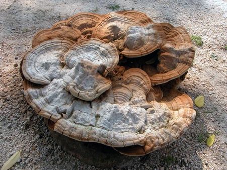 5. Reishi Mushrooms: