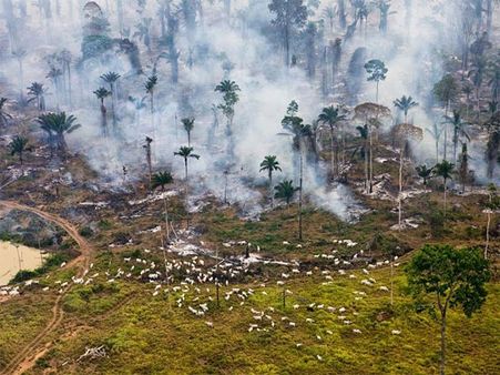 The Amazon Rainforest Fires