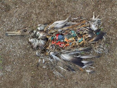 Plastic Found In Animals And Birds!