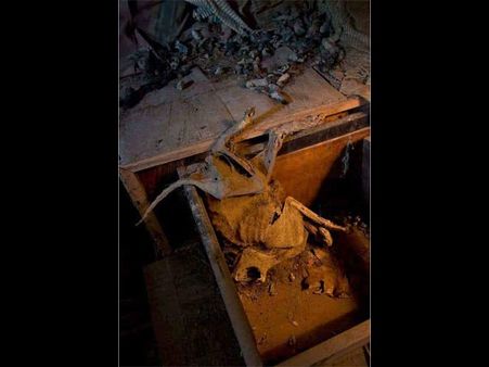 Wondering What Could Have Killed This Cat?