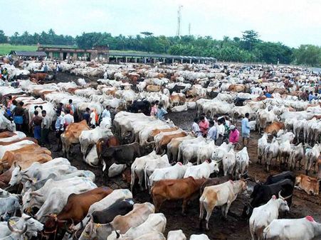 Cow Slaughter Issue…