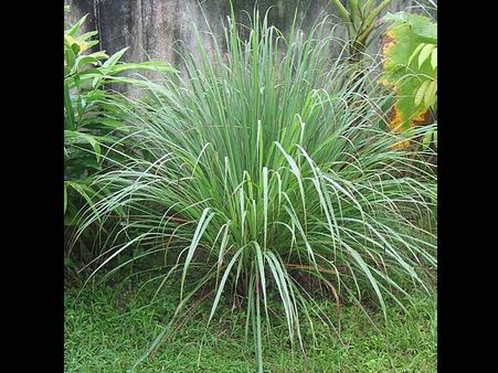 Lemon Grass: