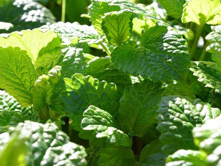 Lemon Balm: