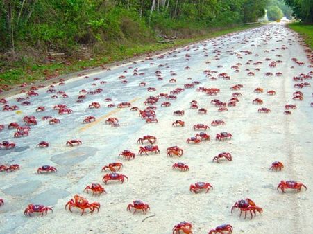 Crab Migration
