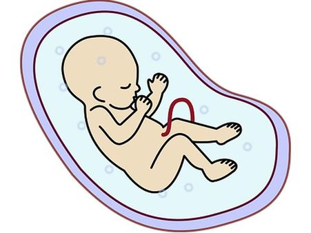 They Develop Milk Lines Before Chromosomes Kick In