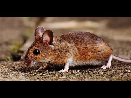 All Mammals Do Not Have Nipples!