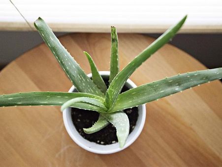 Aloe Vera