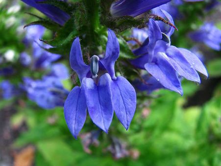 7. Lobelia: