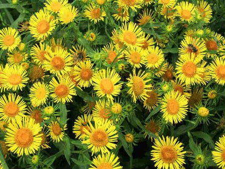 8. Elecampane: