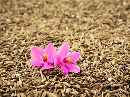 Cumin Seeds