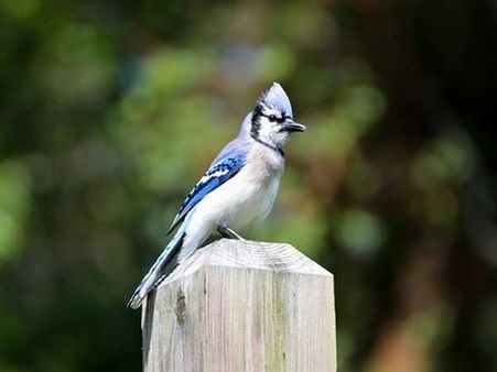 Blue Jay