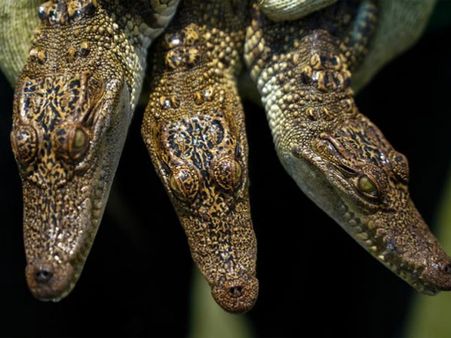 The Crocs Are Well Fed!