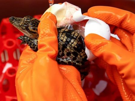 The Newly Hatched Crocodiles!