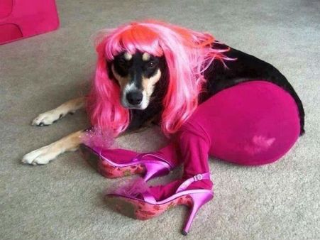 When The Dog Feels Cold!