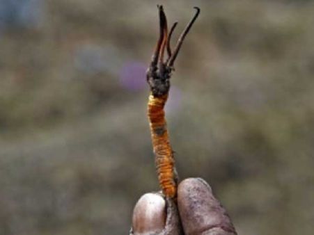 People Rush To The Peak During The Season!